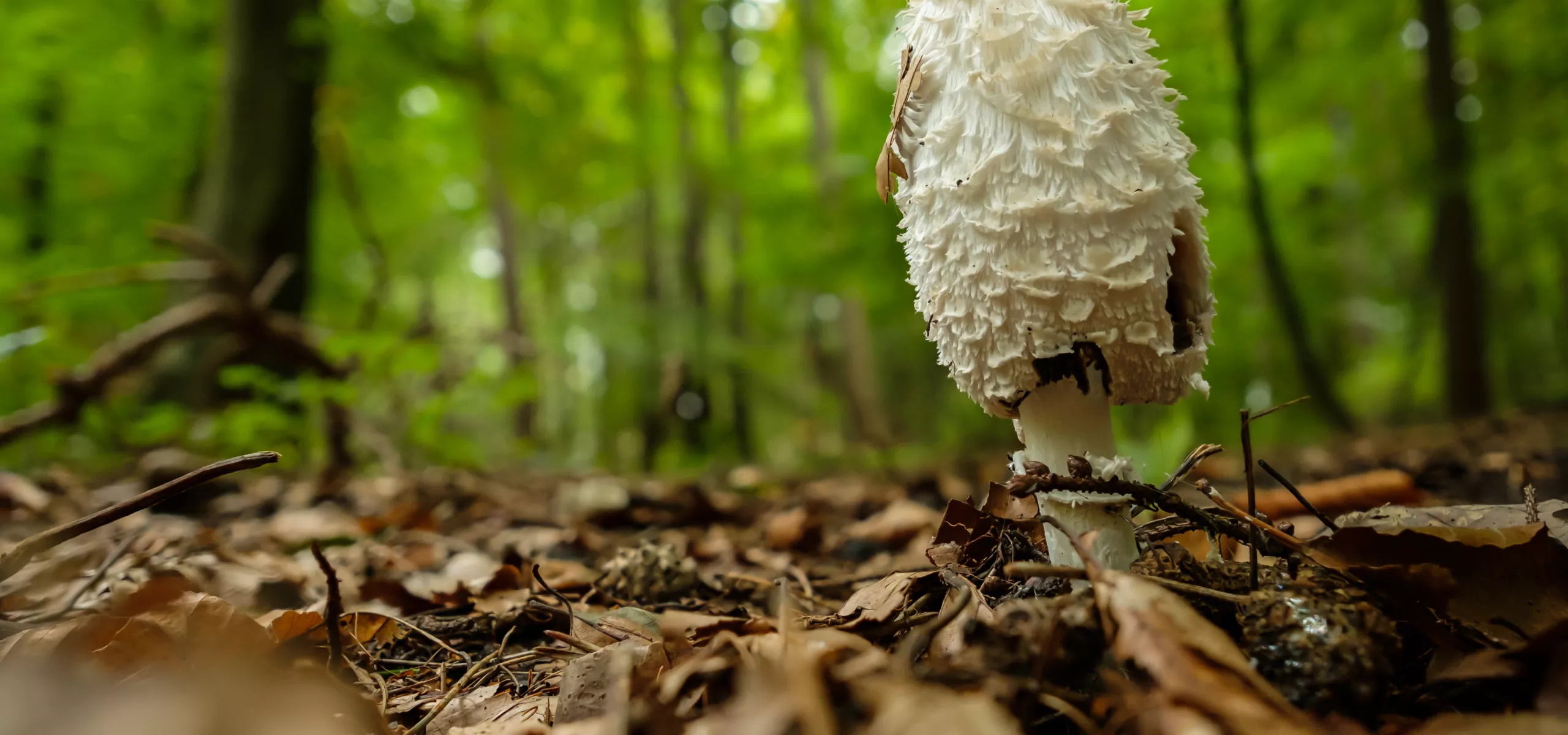 Shaggy Ink Cap (Coprinus comatus) 