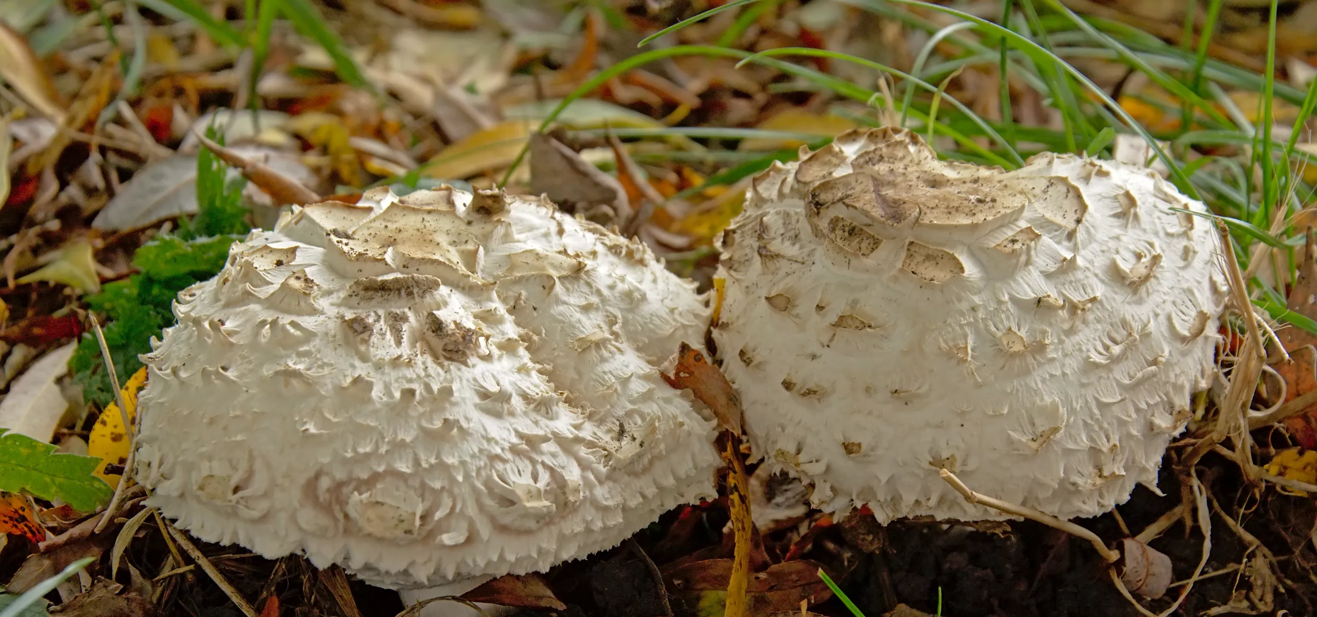 Shaggy Parasol (Chlorophyllum rhacodes)