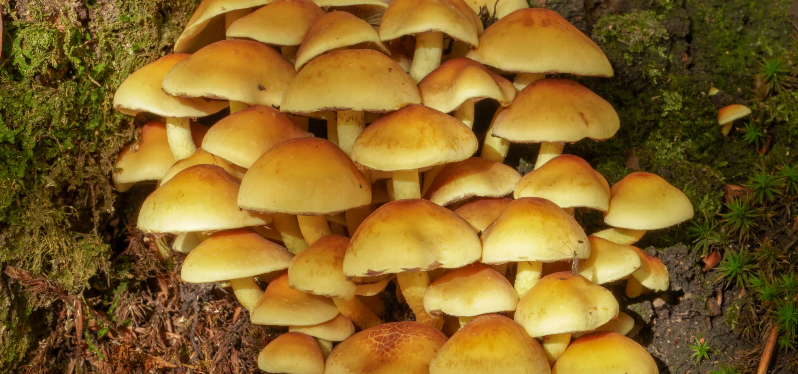 Sulphur Tuft (Hypholoma fasciculare)