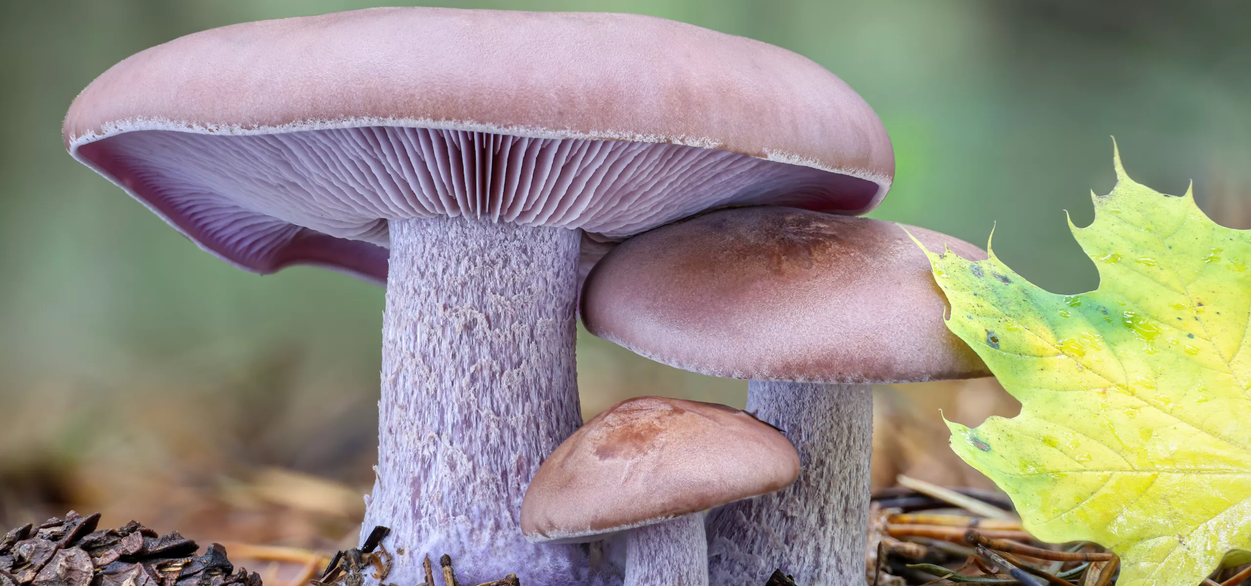 Wood Blewit (Clitocybe nuda)