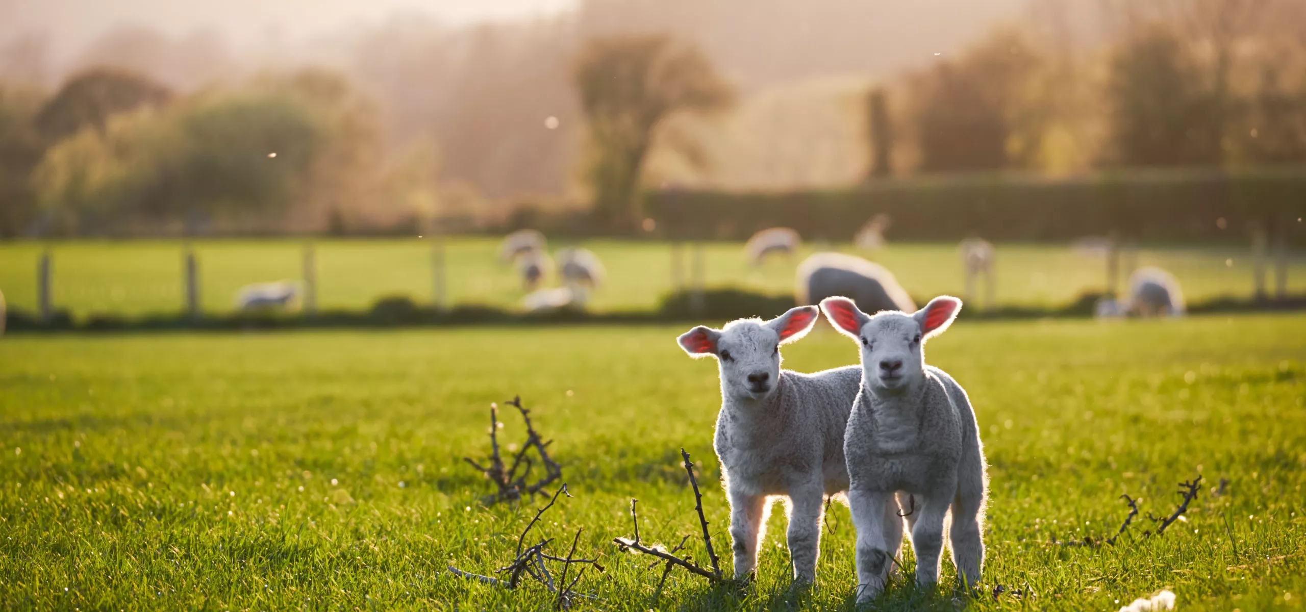 Lambs in field