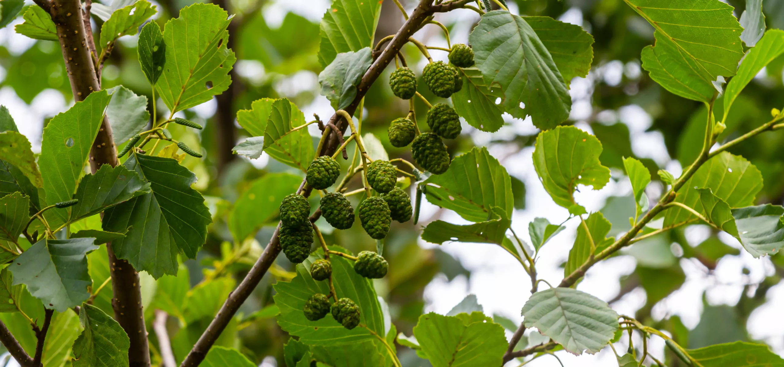Alder catkins